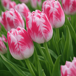 Тюльпан Blenda Flame