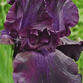 Ирис германский Superstition