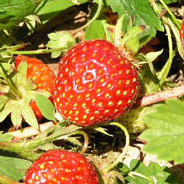 Земляника садовая Кокинская Заря