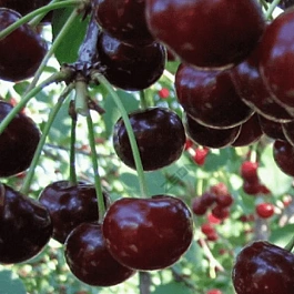 Дюк (Черевишня)  Спартанка