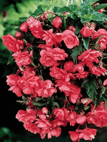 Бегония Pendula Pink