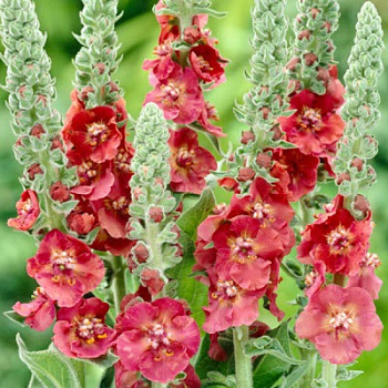 Коровяк гибридный Черри Хелен