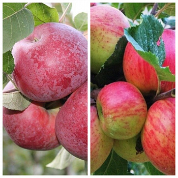 Дерево-сад (2-3х летка) яблоня 2 сорта Лобо-Бессемянка Мичуринская