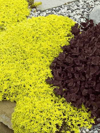 Очиток едкий Yellow