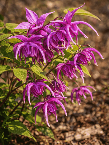 Горянка крупноцветковая Red Beauty