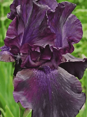 Ирис германский Superstition