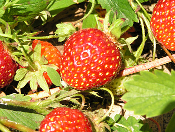 Земляника садовая Кокинская Заря