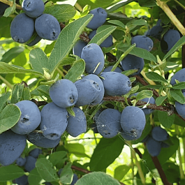 Жимолость плодовая Strawberry Sensation