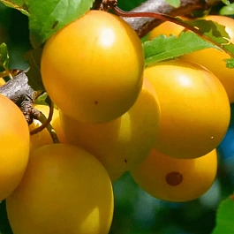 Слива домашняя  Светлячок