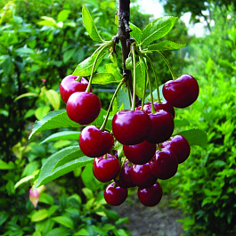 Черешня Радица