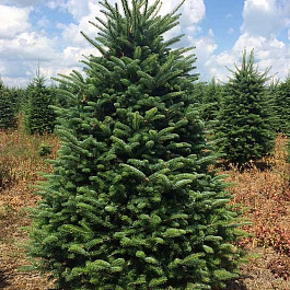 Пихта Фразера