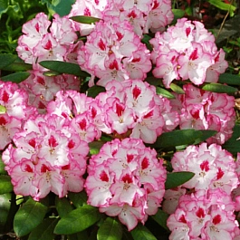 Рододендрон гибридный Danuta