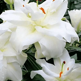 Лилия Bowl of Beauty