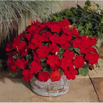 Бальзамин Лоллипоп Черри Ред