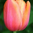 Тюльпан триумф Charade