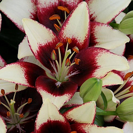 Лилия азиатская горшечная Куритиба