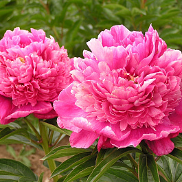 Пион травянистый Корал Пом Пом