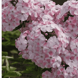 Флокс метельчатый Алиса Фрейндлих