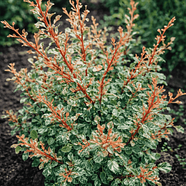 Барбарис Тунберга Natasza