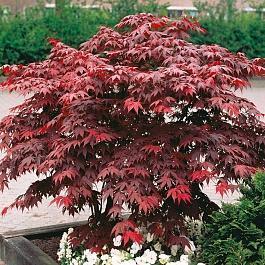 Клен дланевидный Atropurpureum Клен дланевидный Atropurpureum