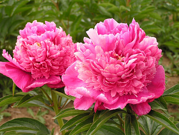 Пион травянистый Корал Пом Пом