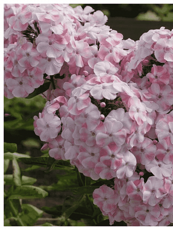 Флокс метельчатый Алиса Фрейндлих