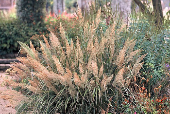 Вейник коротковолосистый