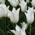 Тюльпан White Triumphator