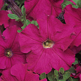 Петуния грандифлора Дримс Неон Роуз Петуния грандифлора Дримс Неон Роуз