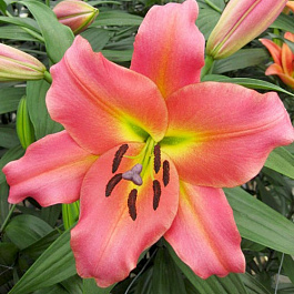 Лилия ОТ-гибрид Он Стейдж