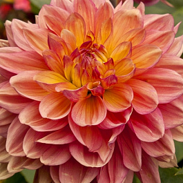 Георгина Декоративная Мисс Брэнди