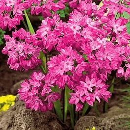 Лук декоративный Oreophilum