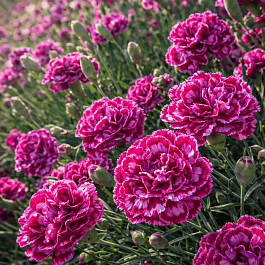 Гвоздика перистая James Portman