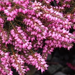 Эрика дарленская Дарлей Дэйл