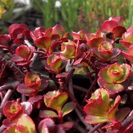 Очиток ложный Purpureum Winter