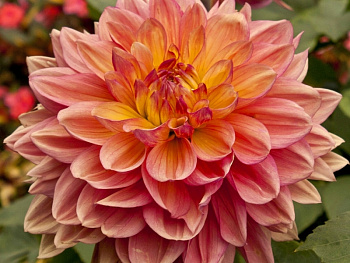 Георгина Декоративная Мисс Брэнди