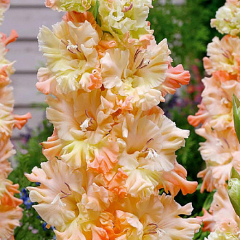 Гладиолус "Огни Городов" Сочи