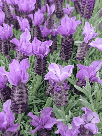 Лаванда французская Great Adventure