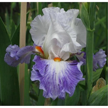 Ирис карликовый Намбе