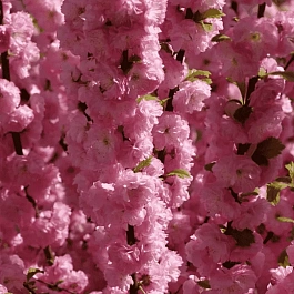 Миндаль трехлопастный Rosenmund