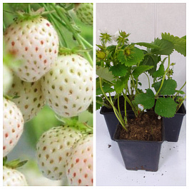 Земляника садовая Пайнберри (Ананасная) НАБОР 3ШТ