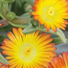 Делосперма культурная Suntropic Copper