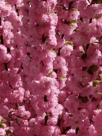 Миндаль трехлопастный Rosenmund