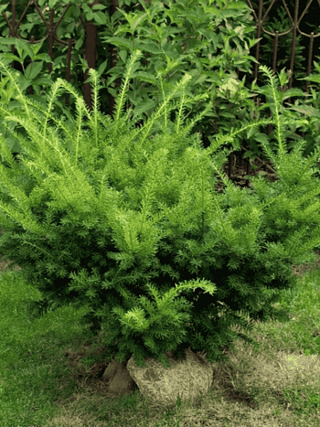 Тис средний Farmen