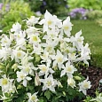 Аквилегия обыкновенная Early Bird White