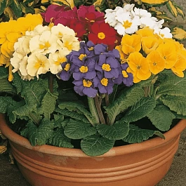 Примула высокая