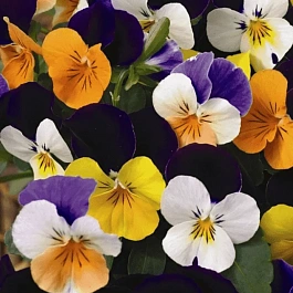 Виола рогатая Admire Jump Up Mix