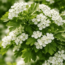 Боярышник однопестичный