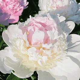 Пион Молочноцветковый Mister Ed