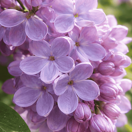 Сирень обыкновенная Летний сад